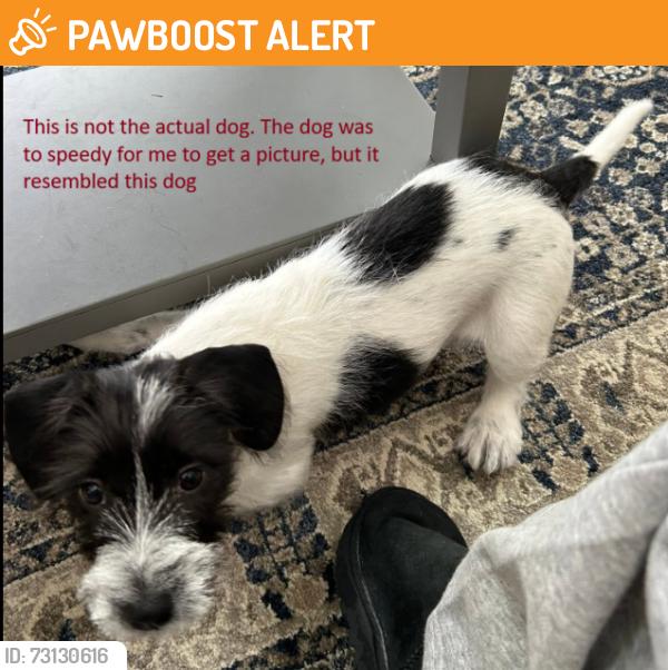 Found/Stray Unknown Dog last seen Oak Hill Rd and Bitterroot Dr Placerville/Diamond Springs area, CA, El Dorado County, CA 95667