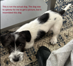 Found/Stray Unknown Dog last seen Oak Hill Rd and Bitterroot Dr Placerville/Diamond Springs area, CA, El Dorado County, CA 95667