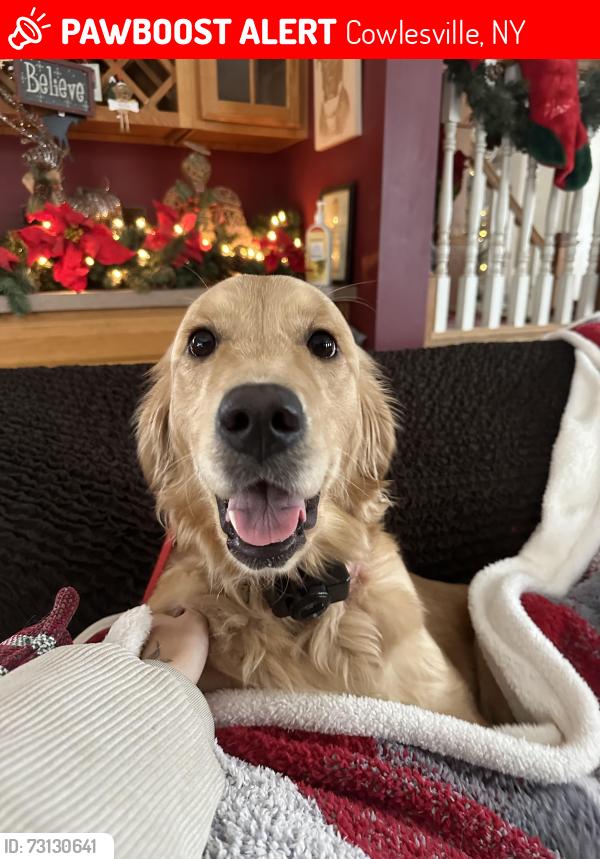Lost Female Dog last seen Bailey Road, Cowlesville, NY 14037