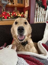 Lost Female Dog last seen Bailey Road, Cowlesville, NY 14037