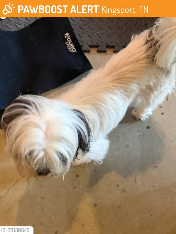 Found/Stray Unknown Dog last seen Bloomingdale, Kingsport, TN 37660