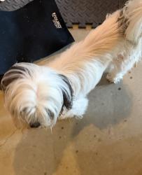 Found/Stray Unknown Dog last seen Bloomingdale, Kingsport, TN 37660