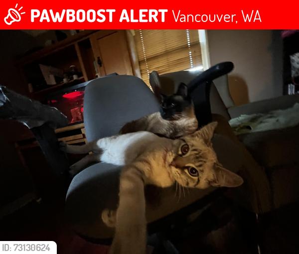Lost Female Cat last seen S&s mart, Vancouver, WA 98663