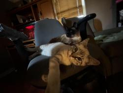 Lost Female Cat last seen S&s mart, Vancouver, WA 98663