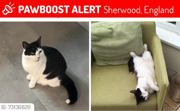 Lost Female Cat last seen Pirates Play Centre, Sherwood, England 