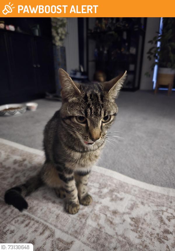 Found/Stray Unknown Cat last seen Ness road shoebuyrness, Shoeburyness, England 