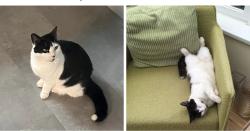 Lost Female Cat last seen Pirates Play Centre, Sherwood, England 