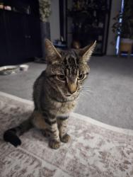 Found/Stray Unknown Cat last seen Ness road shoebuyrness, Shoeburyness, England 