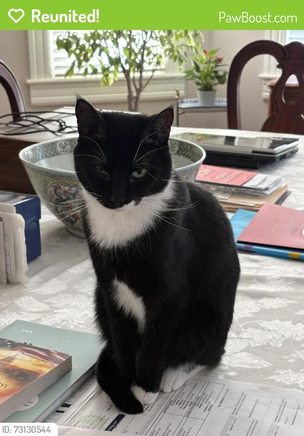 Reunited Male Cat last seen Near Keene Ave, Baltimore, MD 21214, USA, Baltimore, MD 21214