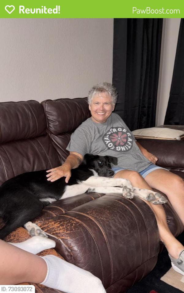 Reunited Female Dog last seen 96th & Chicago, Lubbock, TX 79424