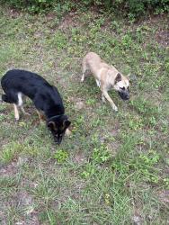 Found/Stray Unknown Dog last seen Highway 279, Fayette County, GA 30214