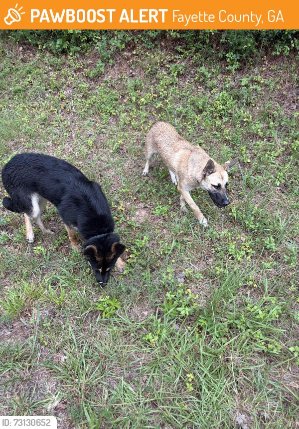 Found/Stray Unknown Dog last seen Highway 279, Fayette County, GA 30214