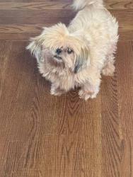 Reunited Female Dog last seen Platt Springs, Bluefield Road, and Clermont Lakes Drive, Lexington, SC 29073