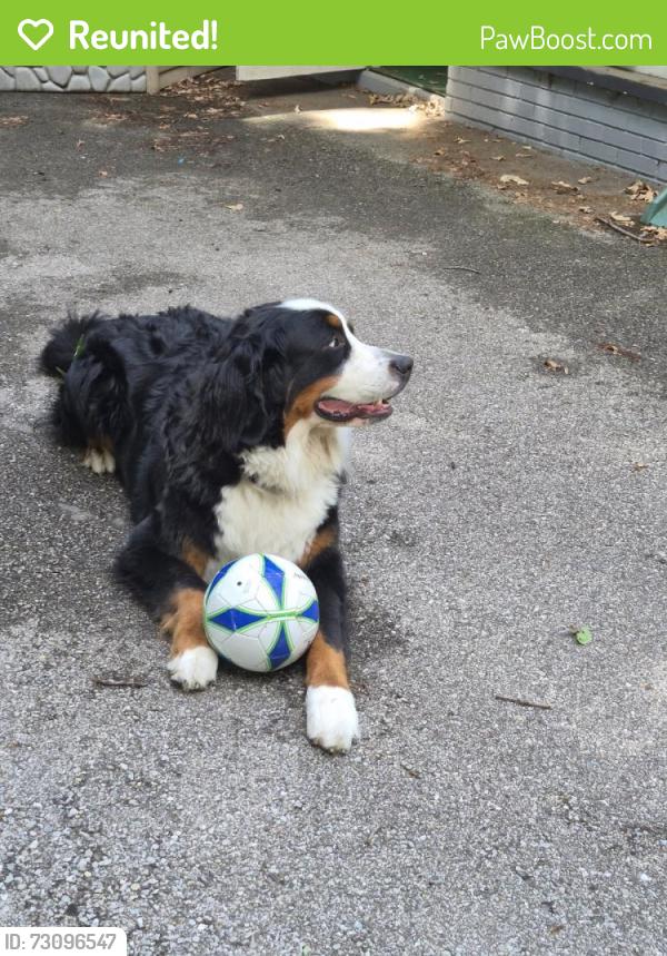 Reunited Male Dog last seen Rutledge and Manning, Indianapolis, IN 46228