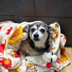 Shelter Stray Male Dog last seen , Animal Care & Control Team of Philly, 111 W Hunting Park Ave, Philadelphia, PA 19140, USA