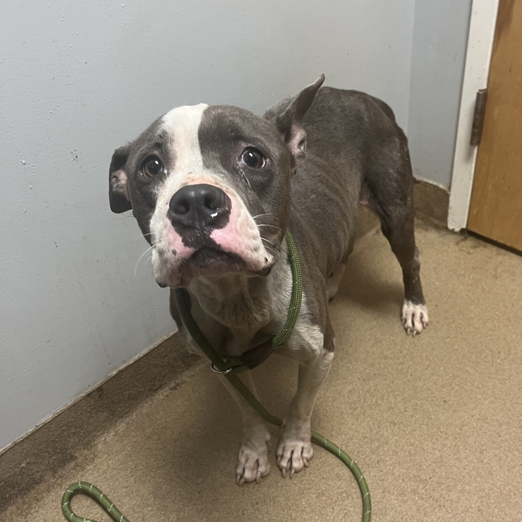 Shelter Stray Female Dog last seen , 4500 N Access Rd, Chattanooga, TN 37415, USA