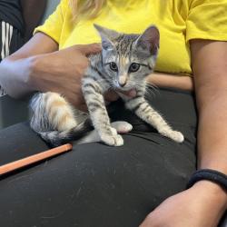 Shelter Stray Female Cat last seen , 980 Guilford College Rd, Greensboro, NC 27409, USA