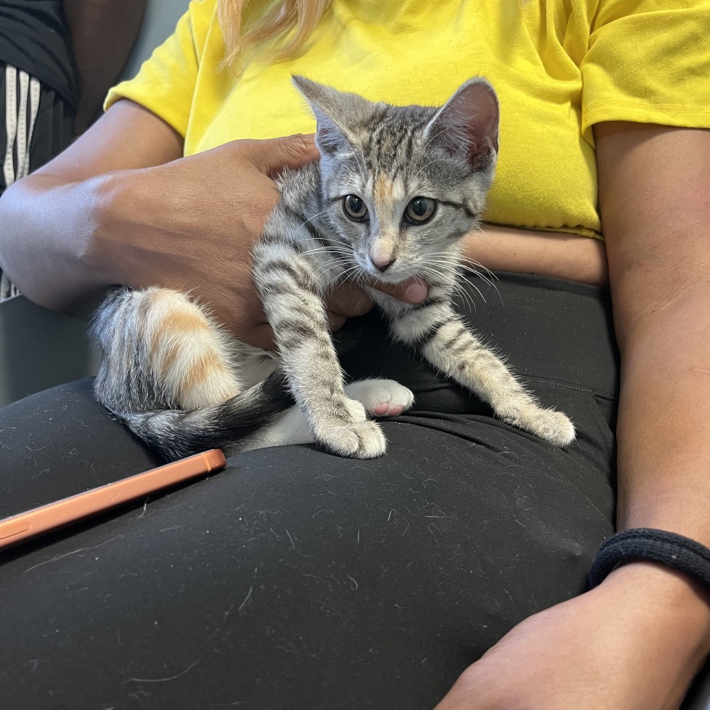 Shelter Stray Female Cat last seen , 980 Guilford College Rd, Greensboro, NC 27409, USA