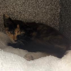 Shelter Stray Female Cat last seen , 361 S Raymond Ave, Pasadena, CA 91105, USA