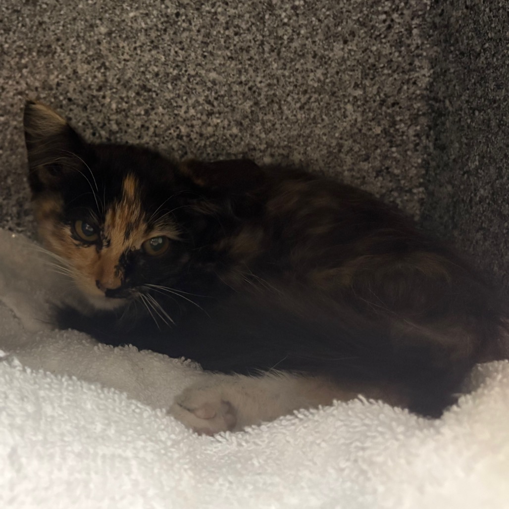 Shelter Stray Female Cat last seen , 361 S Raymond Ave, Pasadena, CA 91105, USA