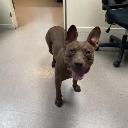Shelter Stray Female Dog last seen , 361 S Raymond Ave, Pasadena, CA 91105, USA