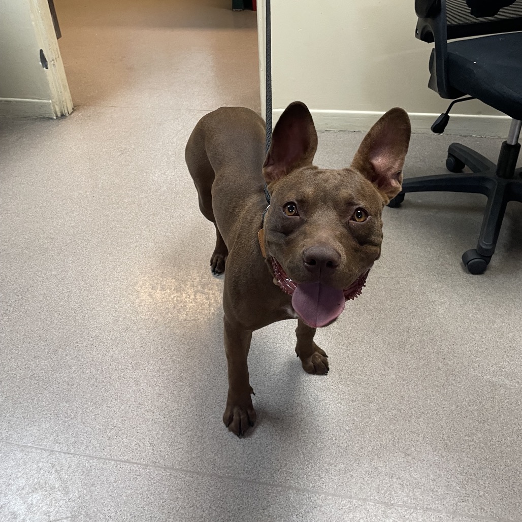 Shelter Stray Female Dog last seen , 361 S Raymond Ave, Pasadena, CA 91105, USA
