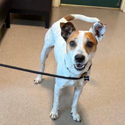 Shelter Stray Male Dog last seen , 361 S Raymond Ave, Pasadena, CA 91105, USA