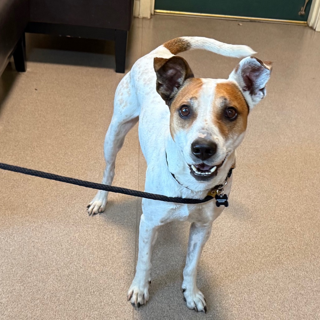 Shelter Stray Male Dog last seen , 361 S Raymond Ave, Pasadena, CA 91105, USA
