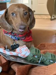 Reunited Male Dog last seen Thornhill and Sandia, Port St. Lucie, FL 34983