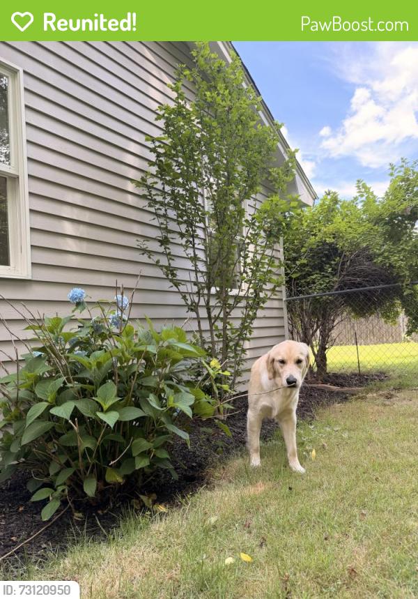 Reunited Female Dog last seen Potter Road, Framingham, MA 01701