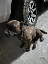 Reunited Male Dog last seen 115th and imperial, Los Angeles, CA 90059