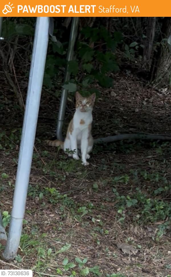 Found/Stray Male Cat last seen Juggins Rd, Stafford, VA 22554