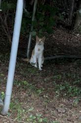 Found/Stray Male Cat last seen Juggins Rd, Stafford, VA 22554