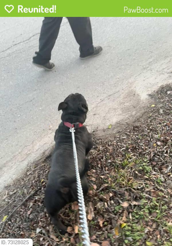 Reunited Male Dog last seen Near north Robinson street, Cleburne, TX 76031