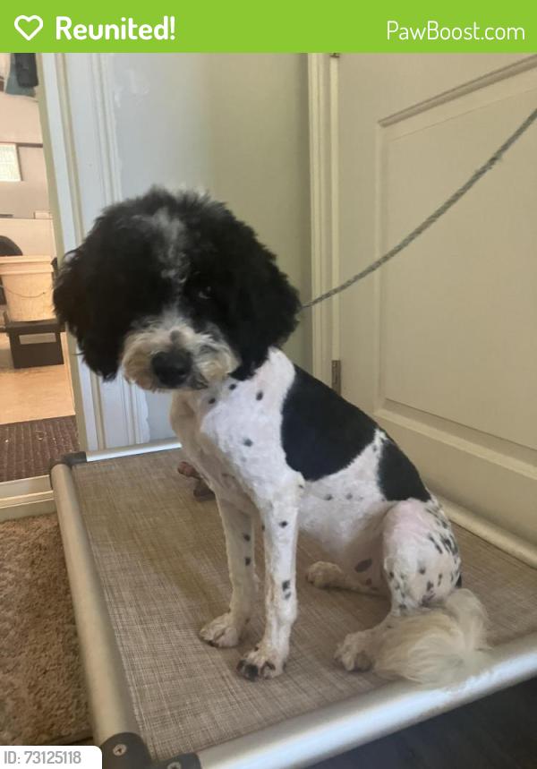 Reunited Female Dog last seen Red hill rd, Pickens, SC 29671
