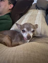 Reunited Male Dog last seen Superior st, Dallas, TX 75208