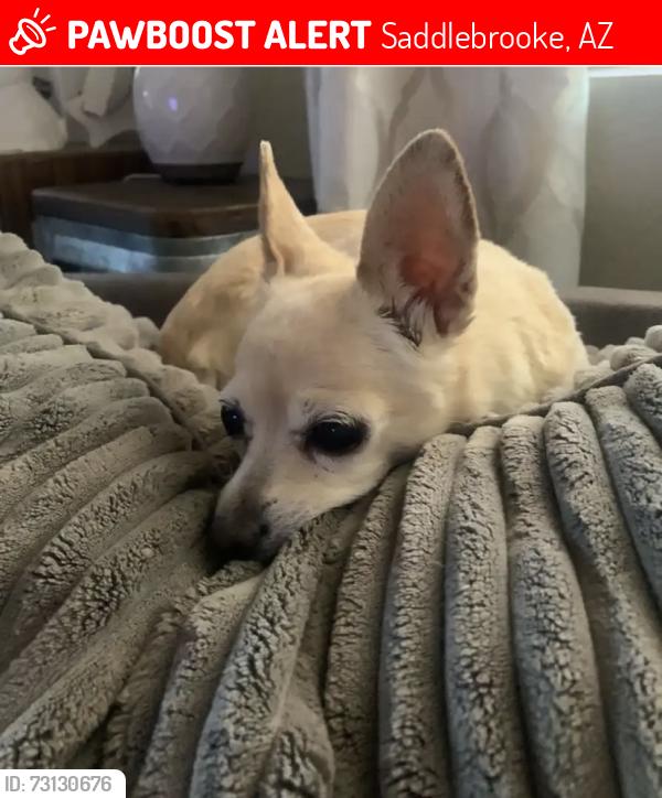 Lost Female Dog last seen Old arena drive alpine way, Saddlebrooke, AZ 85739