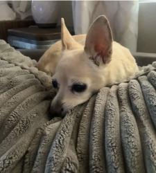 Lost Female Dog last seen Old arena drive alpine way, Saddlebrooke, AZ 85739