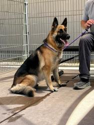 Found/Stray Female Dog last seen March Creek x Delta Road, Oakley, CA 94548