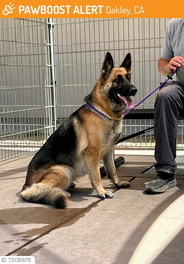 Found/Stray Female Dog last seen March Creek x Delta Road, Oakley, CA 94548