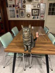 Reunited Female Cat last seen Fruitville park, Fruitville, FL 34232