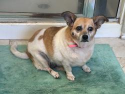 Found/Stray Female Dog last seen Son's river ranch, Guadalupe County, TX 78638