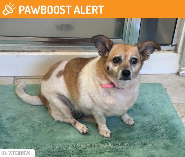 Found/Stray Female Dog last seen Son's river ranch, Guadalupe County, TX 78638