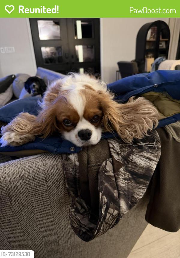 Reunited Female Dog last seen Athens Boonesboro, Lexington, KY 40515