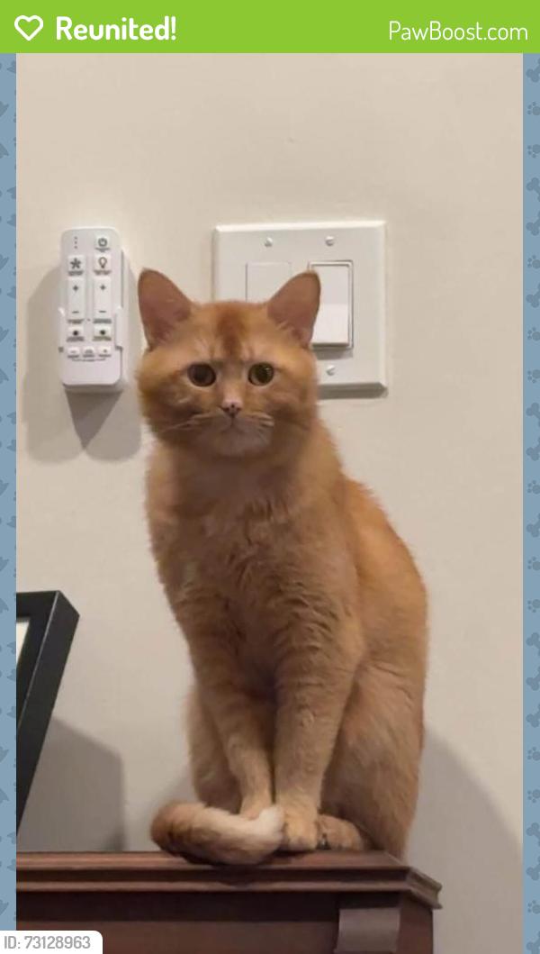 Reunited Male Cat last seen Rockcrest Road and Tarvin Road, McKinney, TX 75071