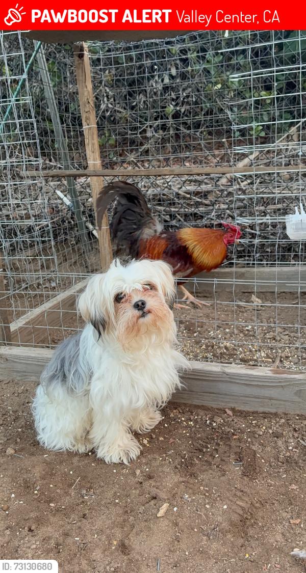 Lost Male Dog last seen Mirar de valle rd, Valley Center, CA 92082