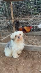 Lost Male Dog last seen Mirar de valle rd, Valley Center, CA 92082