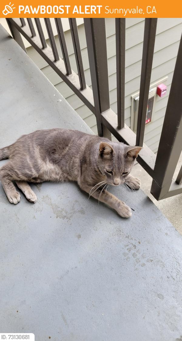 Found/Stray Male Cat last seen Elm Ct + Evelyn Ave, Sunnyvale, CA 94086