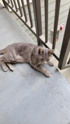 Found/Stray Male Cat last seen Elm Ct + Evelyn Ave, Sunnyvale, CA 94086