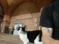 Found/Stray Male Cat last seen 34th and Locust By Fischer Fine Arts Library, Philadelphia, PA 19104